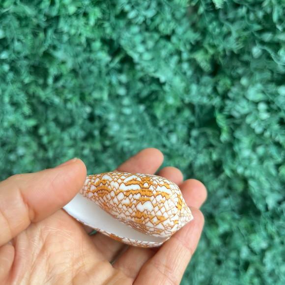 Concha Conus Textile 02
