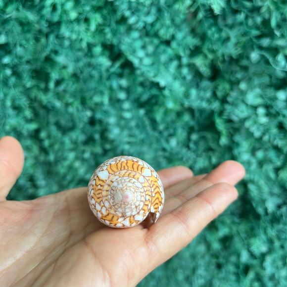 Concha Conus Textile 02