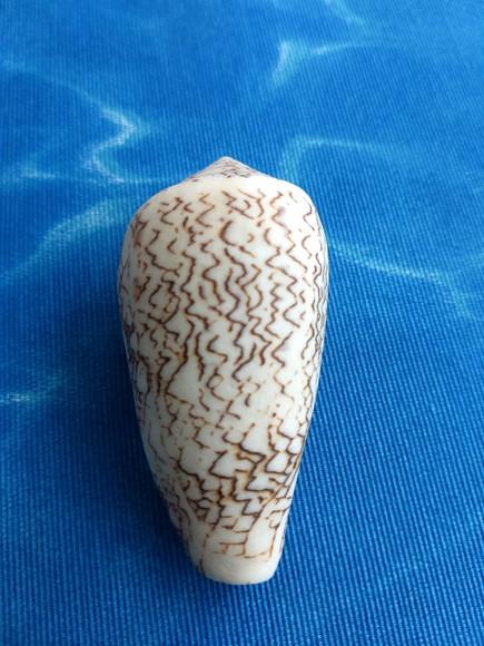 Concha Conus Textile 89