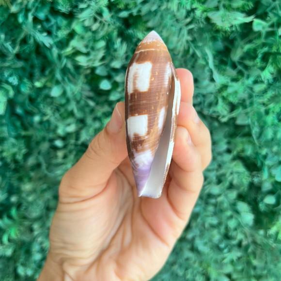 Concha Conus Violaceus 1791 Cod 04