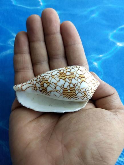 Concha Conus Textile 90