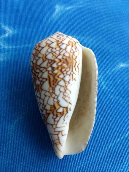 Concha Conus Textile 89