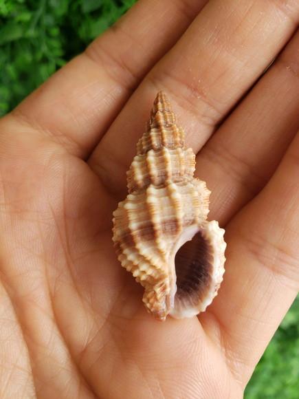 Concha do mar