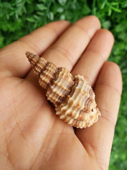 Concha do mar