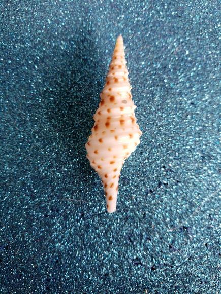 Concha do Mar