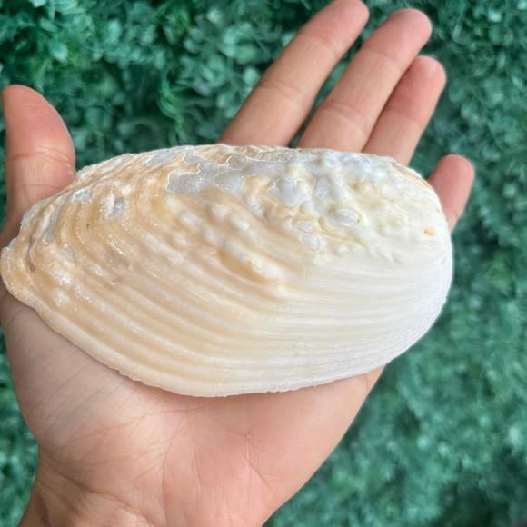Concha do Mar 01