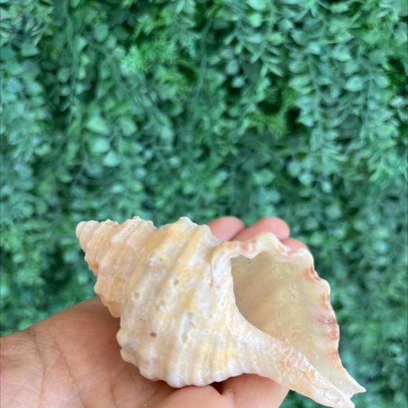 Concha do Mar 01