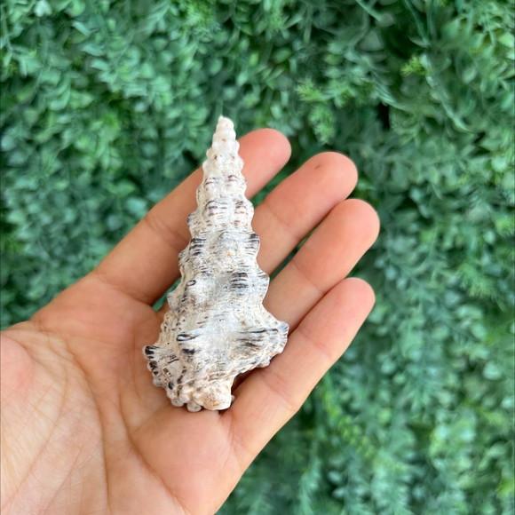 Concha do mar 01 Cerithium nodulosum
