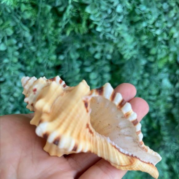 Concha do Mar 01
