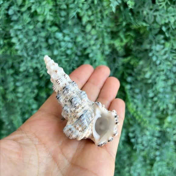 Concha do mar 01 Cerithium nodulosum