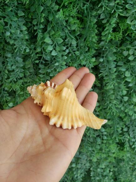 Concha do Mar 01