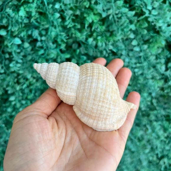 Concha do Mar 02