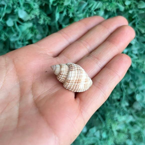 Concha do Mar 02
