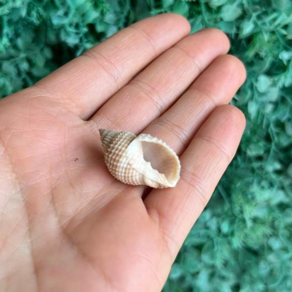 Concha do Mar 02
