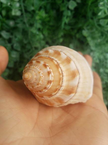 Concha do Mar 02
