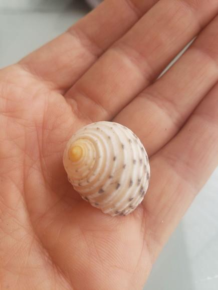 Concha do Mar 04