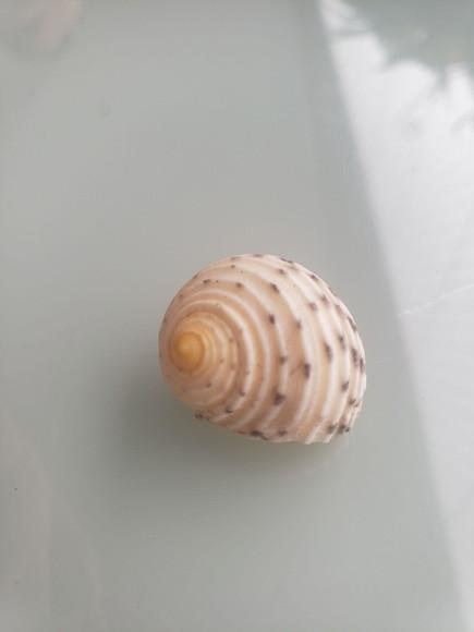 Concha do Mar 04