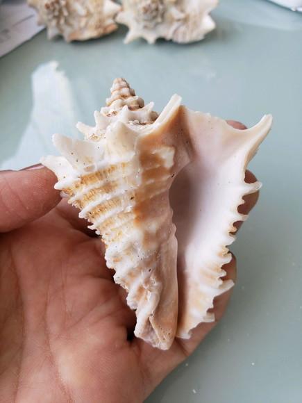 Concha do mar 05