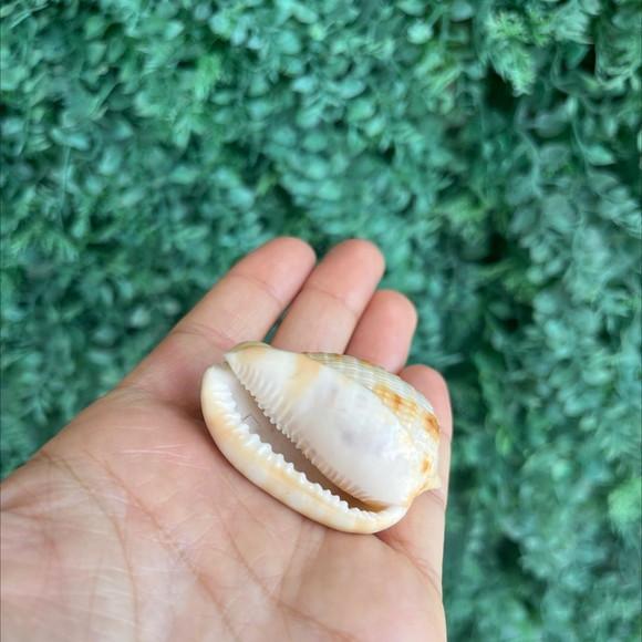 Concha do Mar 1 Cypraecassis Testiculus