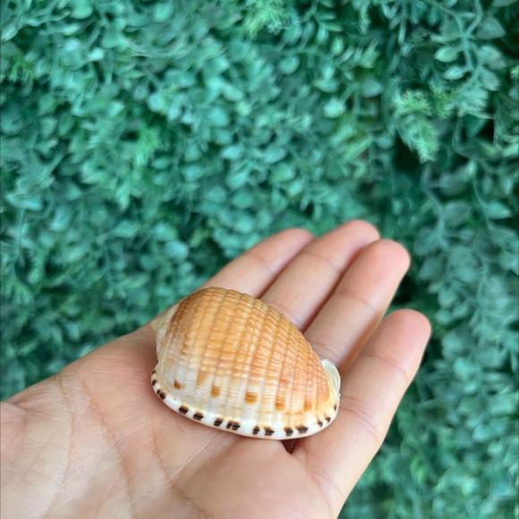 Concha do Mar 1 Cypraecassis Testiculus