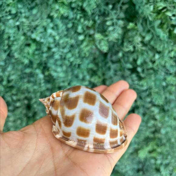 Concha do Mar 2 Phalium Areola Linne
