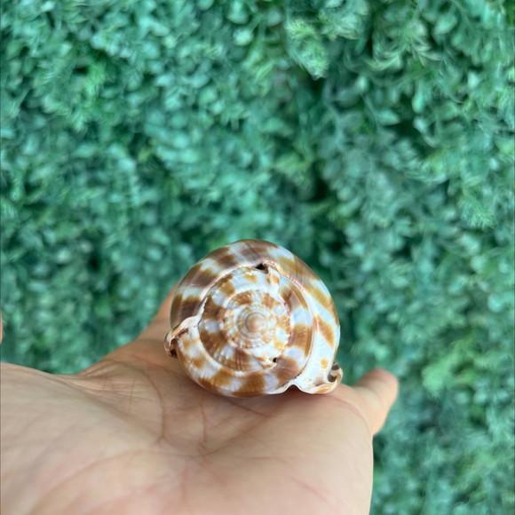 Concha do Mar 2 Phalium Areola Linne