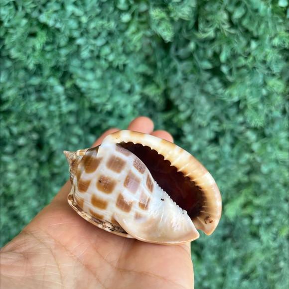 Concha do Mar 2 Phalium Areola Linne
