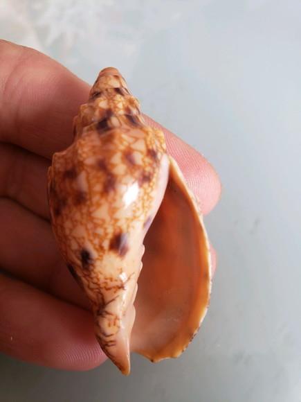 Concha do mar 21 Odontocymbiola americana