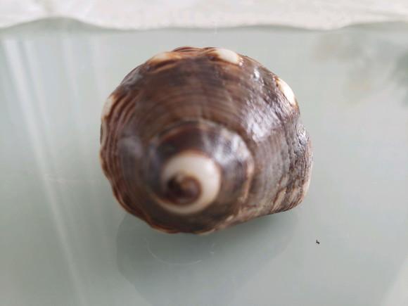 Concha do Mar 28