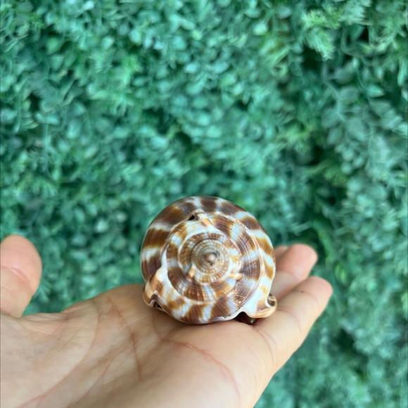 Concha do Mar 3 Phalium Areola Linne