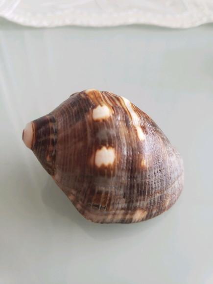 Concha do Mar 28