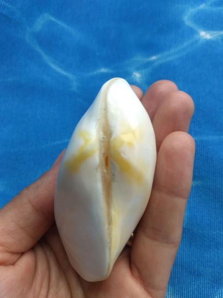 Concha do mar 33