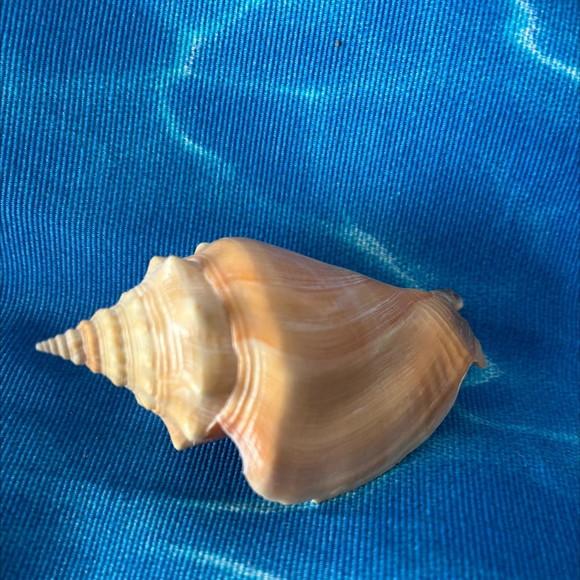 Concha do Mar 42