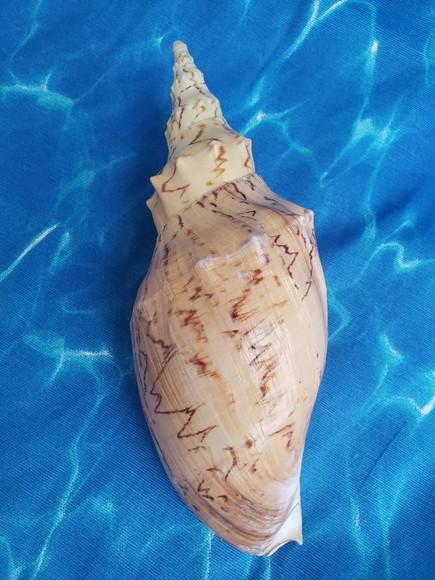 Concha do mar Adelomelon beckii 06
