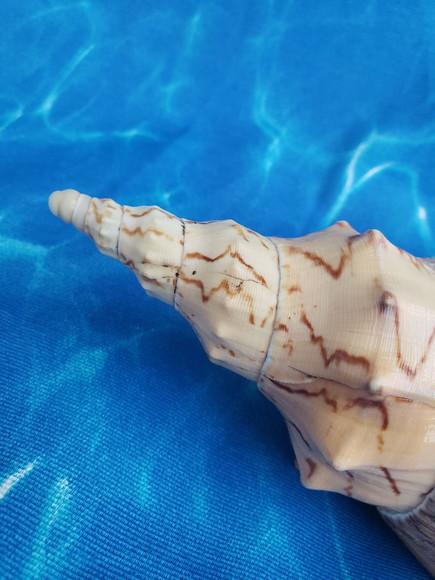 Concha do mar Adelomelon beckii 06