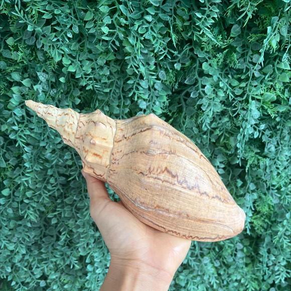 Concha do Mar Adelomelon Beckii Código 16