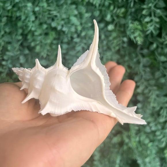 Concha do Mar Alabaster 02