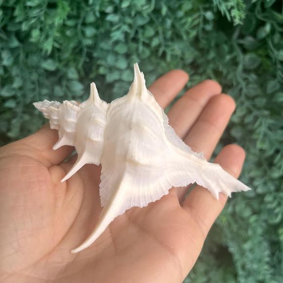 Concha do Mar Alabaster 02
