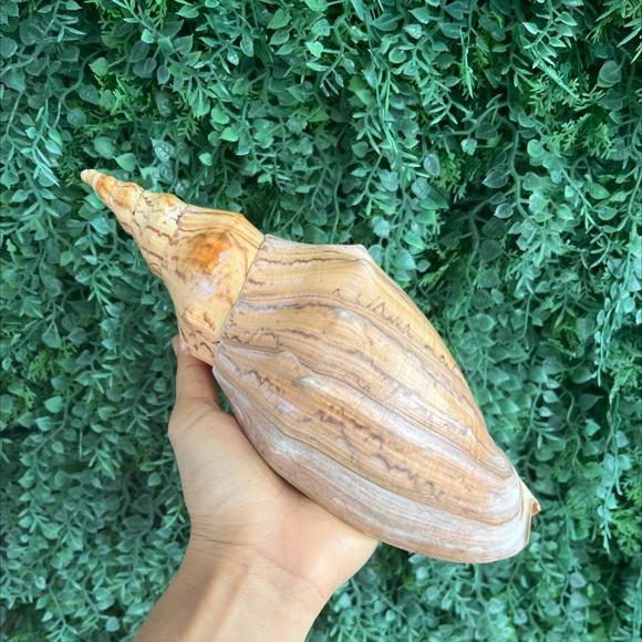 Concha do Mar Adelomelon Beckii Código 17