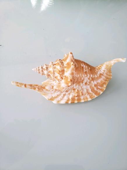 Concha do mar Aliger Gallus 06