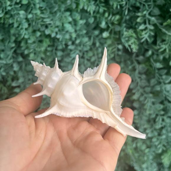 Concha do Mar Alabaster 03