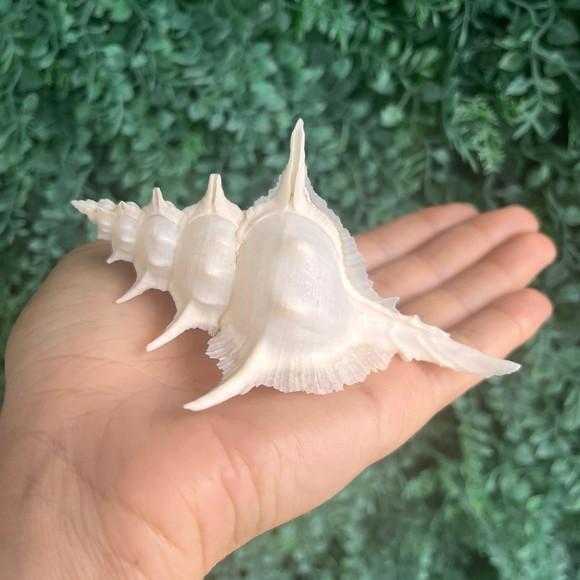 Concha do Mar Alabaster 03