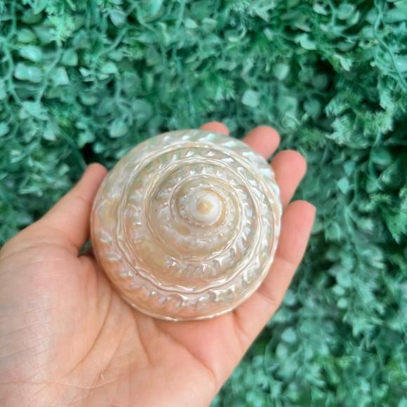 Concha do Mar Astrea Cod 058