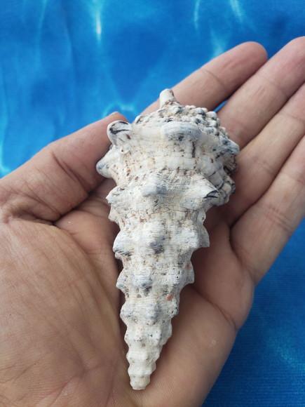 Concha do Mar Cerithium Nodulosum 01
