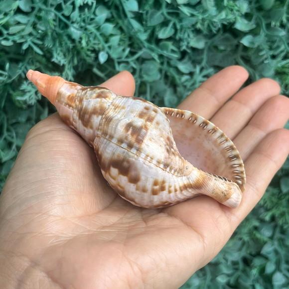 Concha do Mar Charonia Cod 04