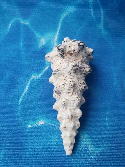 Concha do Mar Cerithium Nodulosum 02