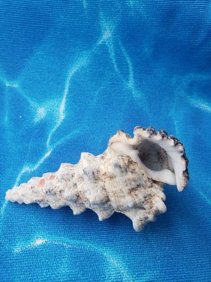 Concha do Mar Cerithium Nodulosum 01