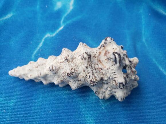 Concha do Mar Cerithium Nodulosum 02
