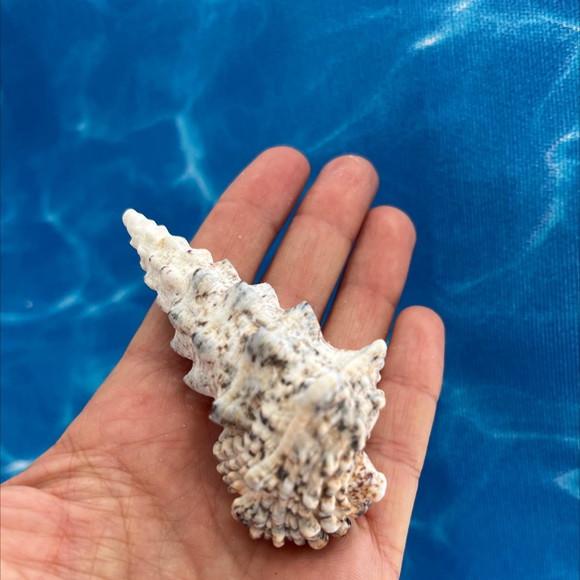 Concha do Mar Cerithium Nodulosum 03