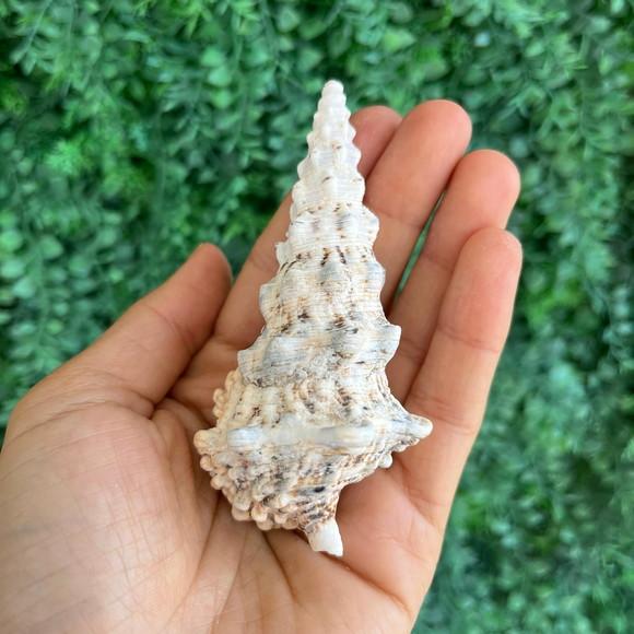 Concha do Mar Cerithium Nodulosum 05